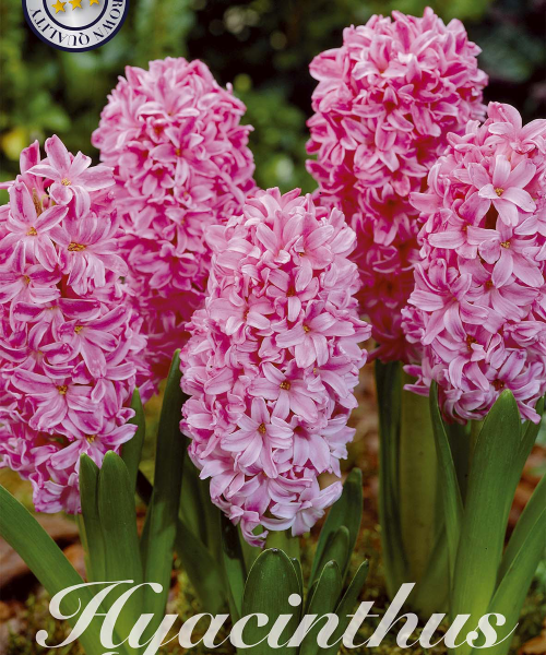 83030-Hyacinthus-PINK-PEARL-verkkokauppa-tuotekuva-verkkokauppa-tuotekuva