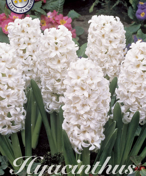 83050-Hyacinthus-WHITE-PEARL-verkkokauppa-tuotekuva-verkkokauppa-tuotekuva