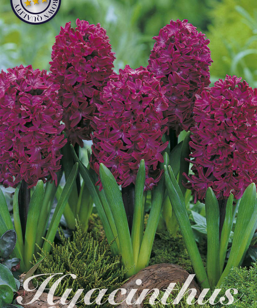 83055-Hyacinthus-WOODSTOCK-verkkokauppa-tuotekuva-verkkokauppa-tuotekuva