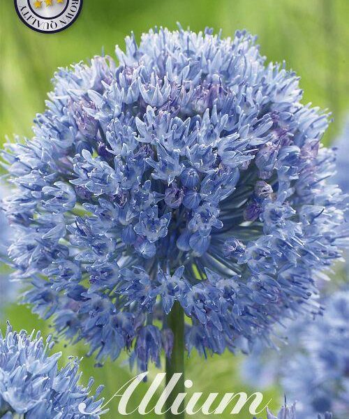 84010-Laukka-Allium-CAERULEUM