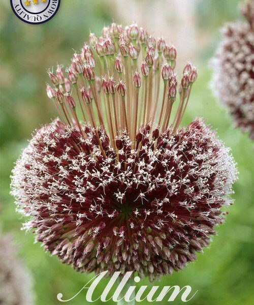 84025-Laukka-Allium-FORELOCK
