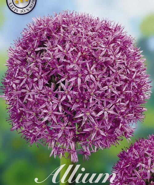 84035-Laukka-Allium-GLOBEMASTER