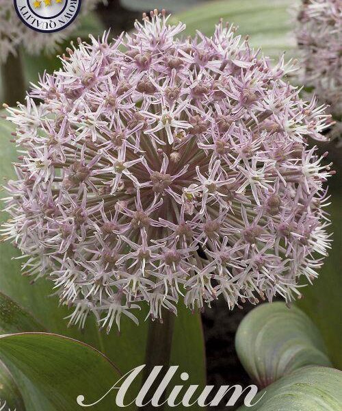 84050-Laukka-Allium-KARATAVIENSE