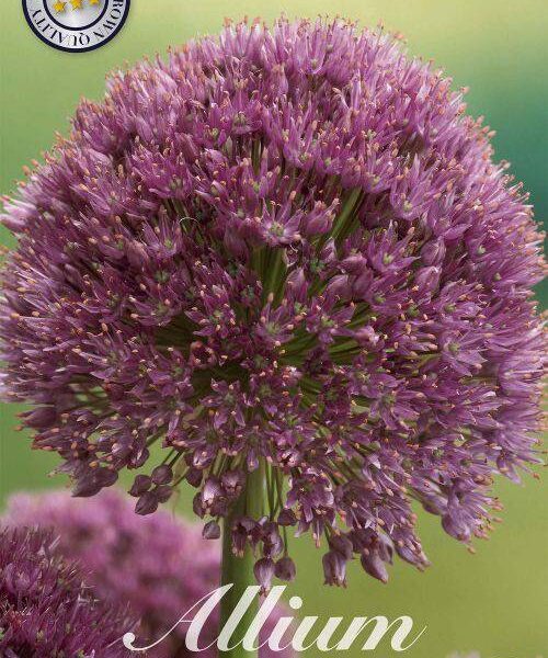 84055-Laukka-Allium-LUCY-BALL