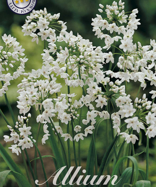 84070-Laukka-Allium-NEAPOLITANUM