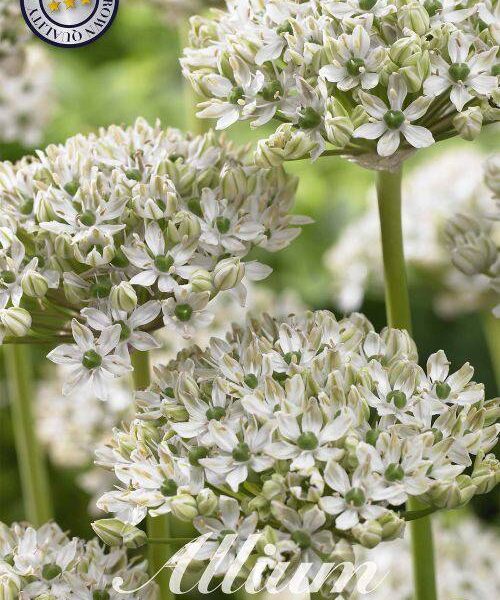 84075-Laukka-Allium-NIGRUM
