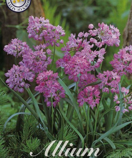 84080-Laukka-Allium-OREOPHILUM