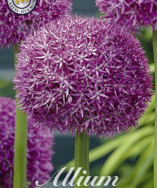 84085-Laukka-Allium-PINBALL-WIZARD
