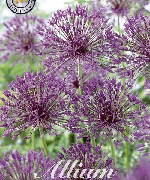 84090-Laukka-Allium-PURPLE-RAIN