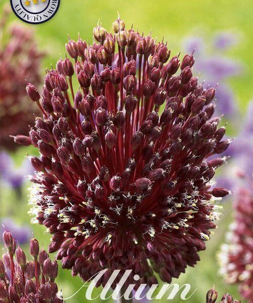 84100-Laukka-Allium-RED-MOHICAN