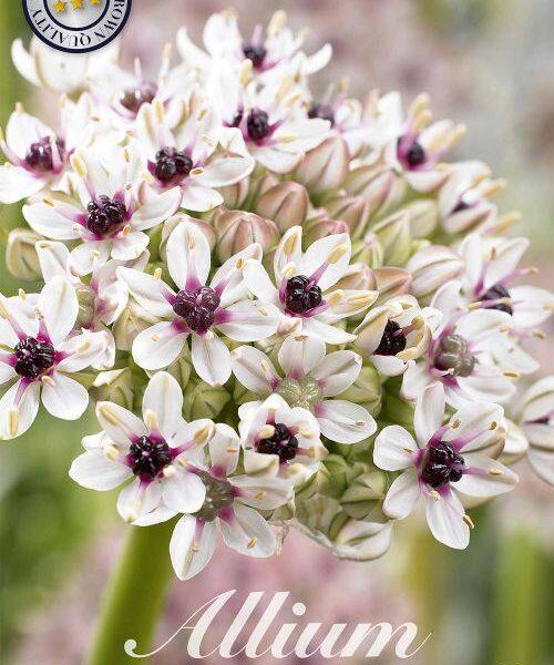 84110-Laukka-Allium-SILVER-SPRING