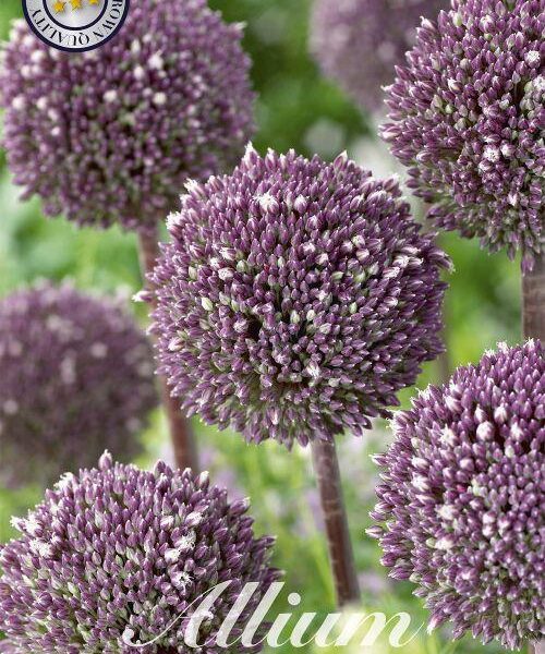 84125-Laukka-Allium-SUMMER-DRUMMER