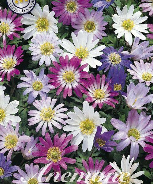 84185-Anemone-MIXED