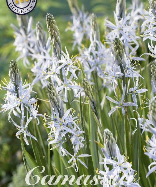 84211-Camassia-CUSICKII