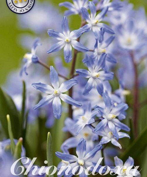 84212-Chionodoxa-FORBESII
