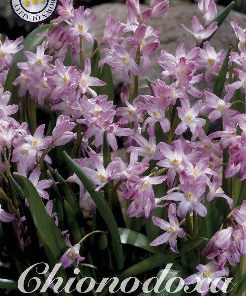 84225-Chionodoxa-PINK-GIANT