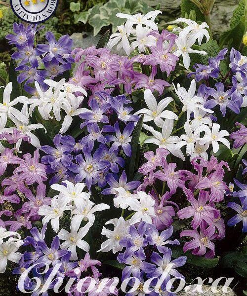 84230-Chionodoxa-MIXED