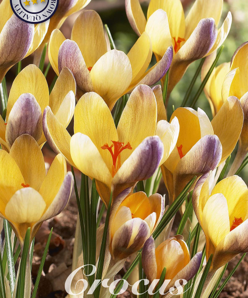 84245-Crocus-ADVANCE-verkkokauppa-tuotekuva-verkkokauppa-tuotekuva