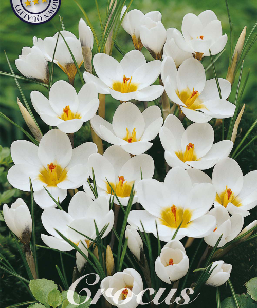 84250-Crocus-ARD-SCHENK-verkkokauppa-tuotekuva-verkkokauppa-tuotekuva