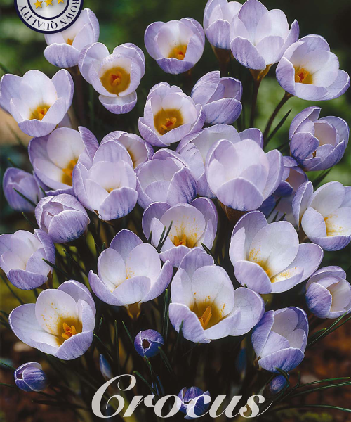 84255-Crocus-BLUE-PEARL-verkkokauppa-tuotekuva-verkkokauppa-tuotekuva