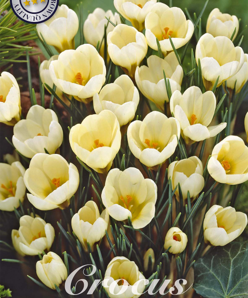 84260-Crocus-CREAM-BEAUTY-verkkokauppa-tuotekuva-verkkokauppa-tuotekuva