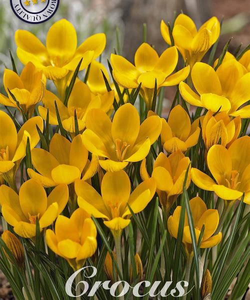 84265-Crocus-DOROTHY-verkkokauppa-tuotekuva-verkkokauppa-tuotekuva