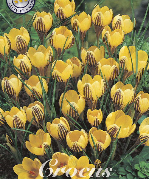 84270-Crocus-FUSCOTINCTUS-verkkokauppa-tuotekuva-verkkokauppa-tuotekuva