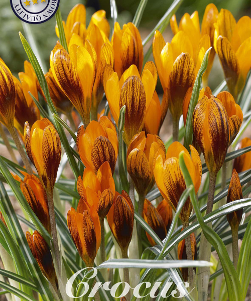 84275-Crocus-ORANGE-MONARCH-verkkokauppa-tuotekuva-verkkokauppa-tuotekuva
