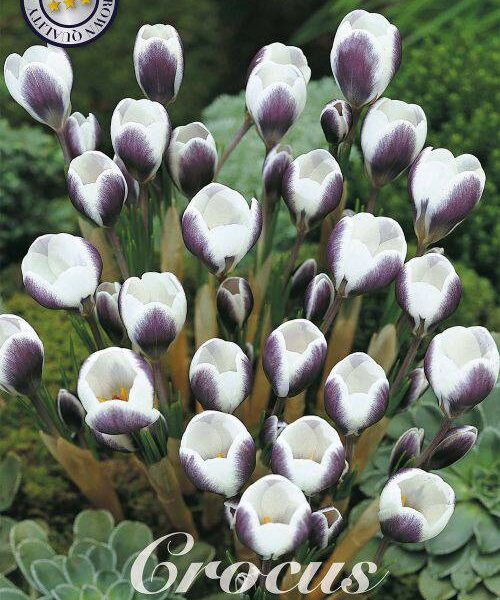 84280-Crocus-PRINS-CLAUS