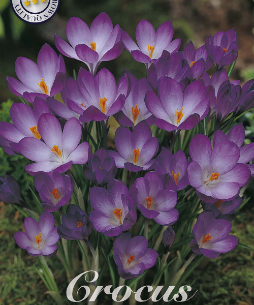 84285-Crocus-RUBY-GIANT-verkkokauppa-tuotekuva-verkkokauppa-tuotekuva