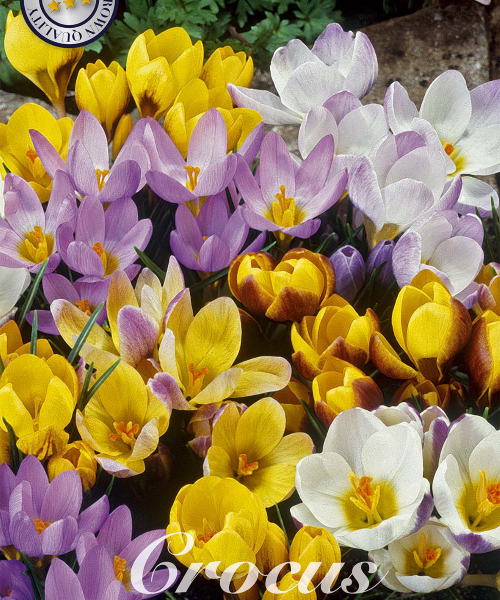 84310-Crocus-BOTANICAL-MIXED-verkkokauppa-tuotekuva-verkkokauppa-tuotekuva