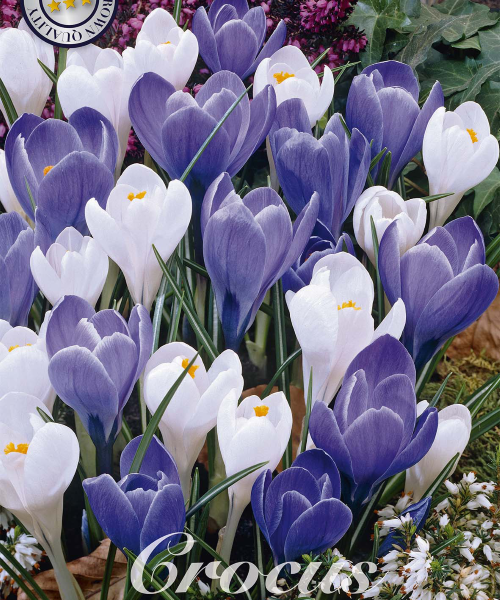 84315-Crocus-BLUE-ICE-verkkokauppa-tuotekuva-verkkokauppa-tuotekuva
