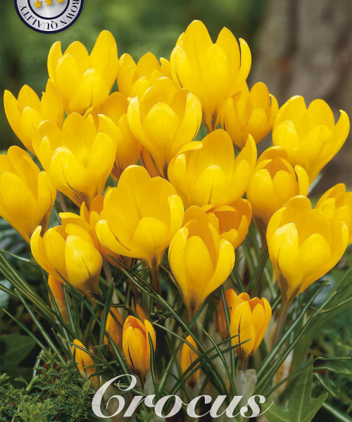84320-Crocus-GOLDEN-YELLOW-verkkokauppa-tuotekuva-verkkokauppa-tuotekuva