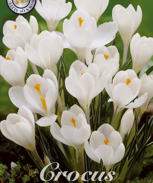 84325-Crocus-JEANNE-DARC-verkkokauppa-tuotekuva-verkkokauppa-tuotekuva