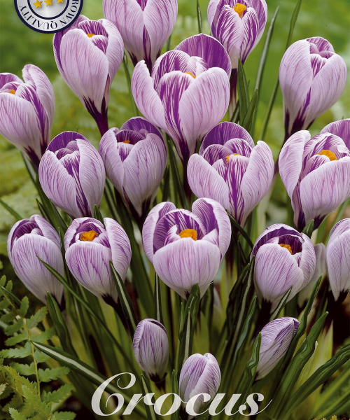 84330-Crocus-PICKWICK-verkkokauppa-tuotekuva-verkkokauppa-tuotekuva