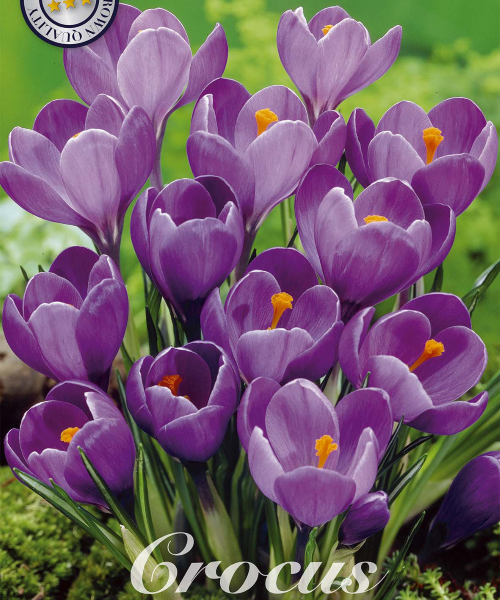 84335-Crocus-REMEMBRANCE-verkkokauppa-tuotekuva-verkkokauppa-tuotekuva