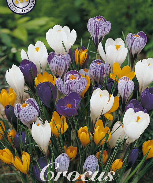 84345-Crocus-VERNUS-MIXED-verkkokauppa-tuotekuva-verkkokauppa-tuotekuva