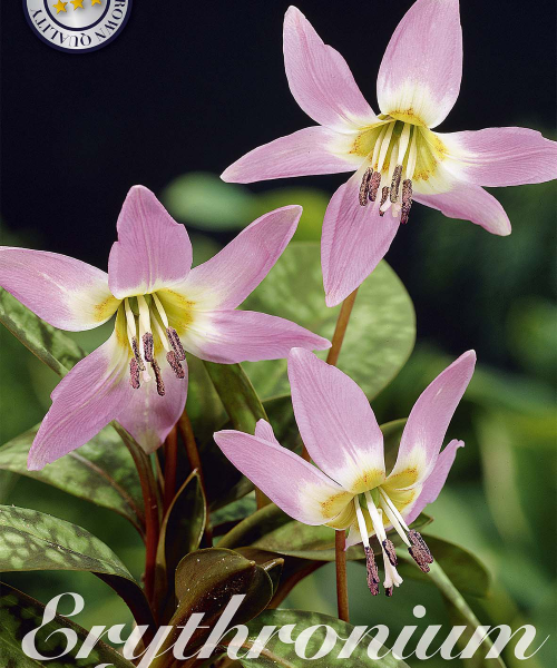84385-Erythronium-PURPLE-KING-verkkokauppa-tuotekuva-verkkokauppa-tuotekuva
