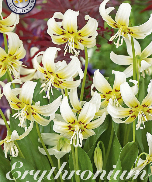 84390-Erythronium-WHITE-BEAUTY-verkkokauppa-tuotekuva-verkkokauppa-tuotekuva
