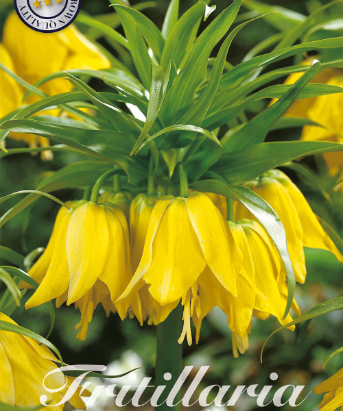 84430-Fritillaria-LUTEA-verkkokauppa-tuotekuva-verkkokauppa-tuotekuva