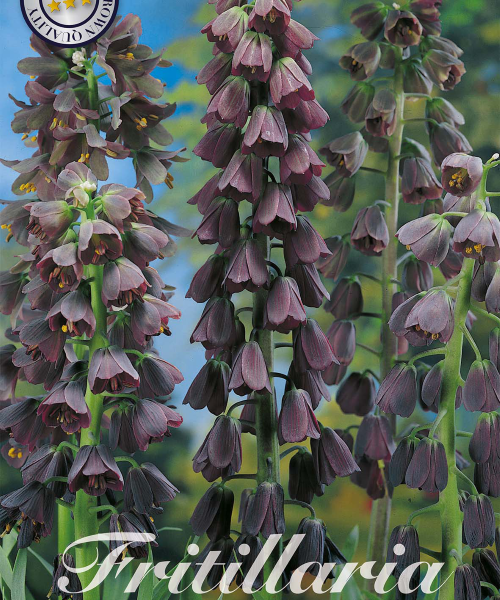 84445-Fritillaria-PERSICA-verkkokauppa-tuotekuva-verkkokauppa-tuotekuva