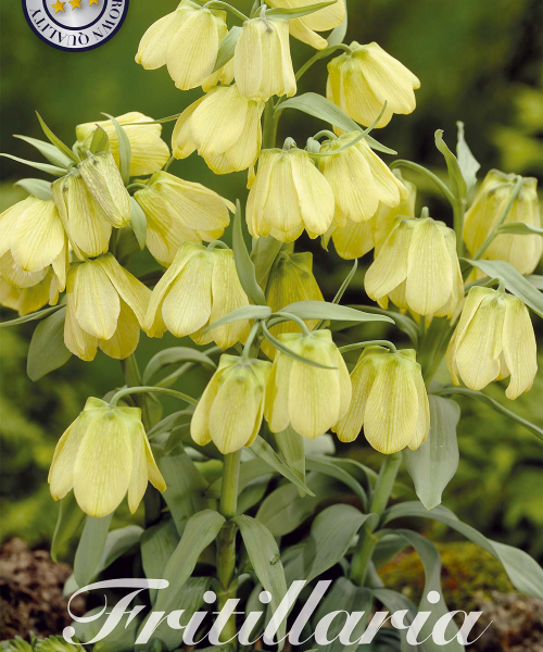 84450-Fritillaria-PALLIDIFLORA-verkkokauppa-tuotekuva-verkkokauppa-tuotekuva