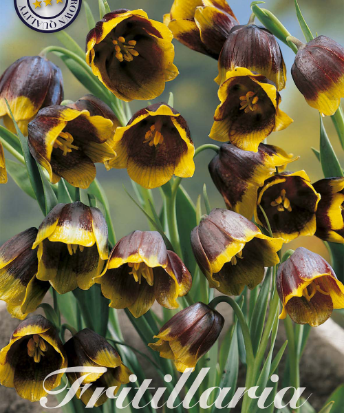 84460-Fritillaria-UVA-VULPIS-verkkokauppa-tuotekuva-verkkokauppa-tuotekuva