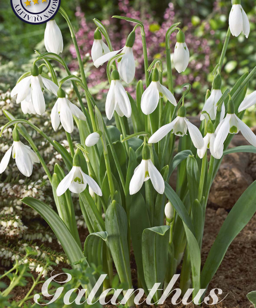 84465-Galanthus-ELWESII-verkkokauppa-tuotekuva-verkkokauppa-tuotekuva