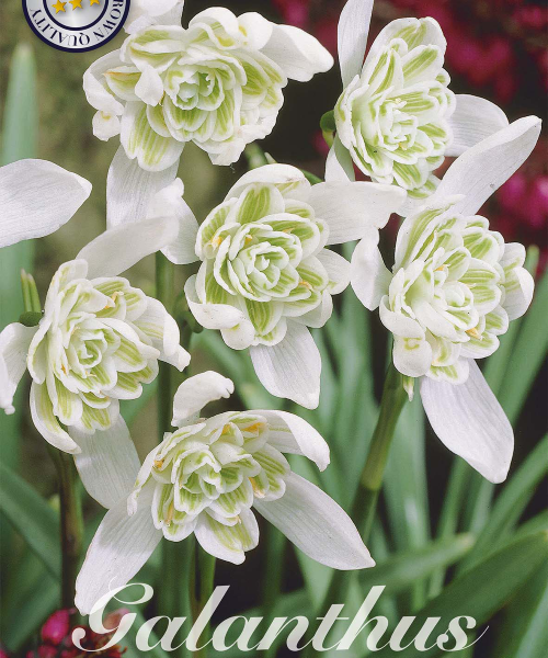 84470-Galanthus-FLORE-PLENO-verkkokauppa-tuotekuva-verkkokauppa-tuotekuva