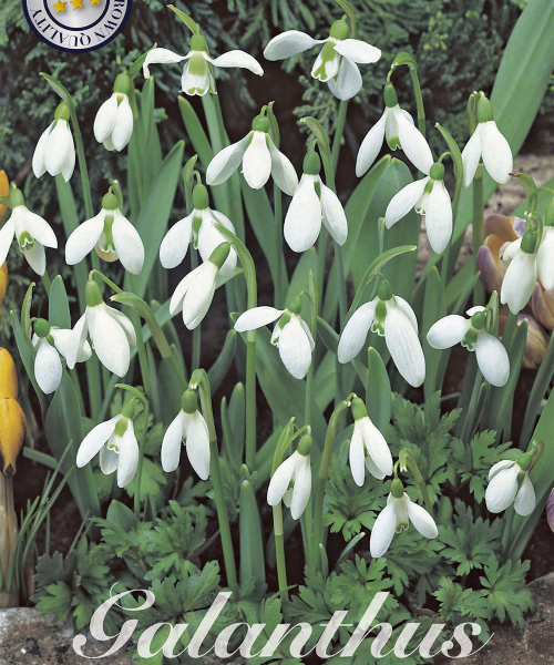84472-Galanthus-NIVALIS-verkkokauppa-tuotekuva-verkkokauppa-tuotekuva