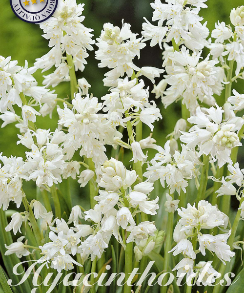 84495-Hyacinthoides-WHITE-verkkokauppa-tuotekuva-verkkokauppa-tuotekuva