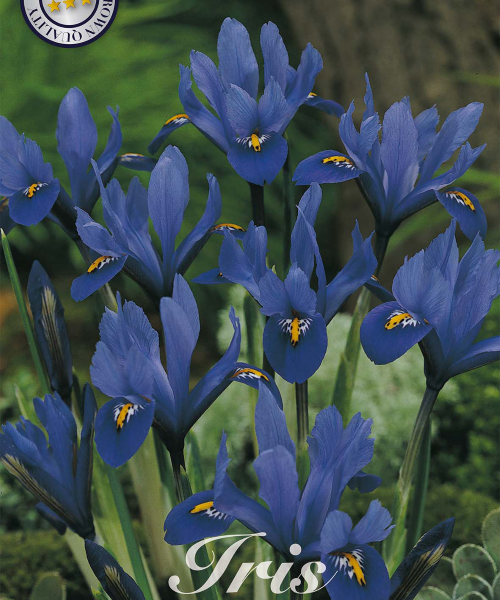 84515-Iris-BLUE-verkkokauppa-tuotekuva-verkkokauppa-tuotekuva