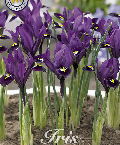 84535-Iris-PURPLE-HILL-verkkokauppa-tuotekuva-verkkokauppa-tuotekuva