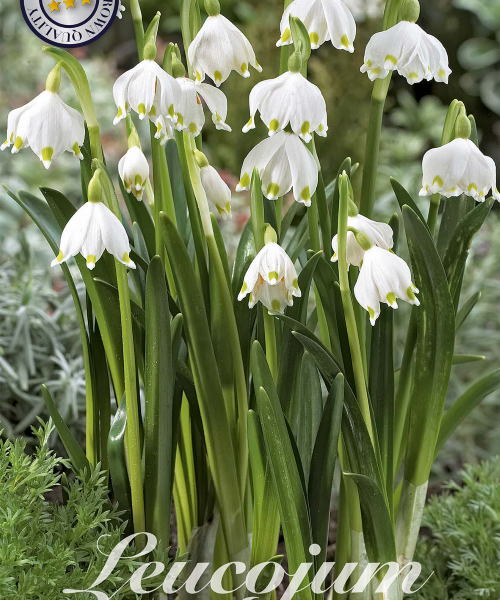 84585-Leucojum-VERNUM-verkkokauppa-tuotekuva-verkkokauppa-tuotekuva